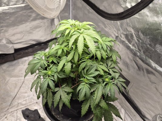 JOTI God's Candy grow show!