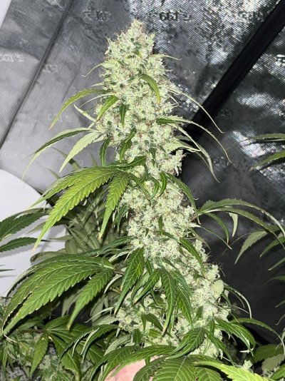 Let's See Your Frostiest Flowers