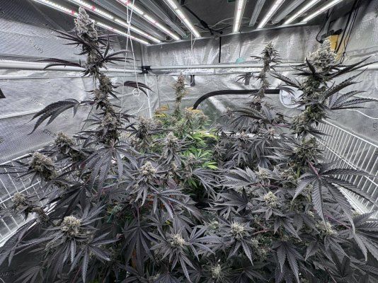 A peek inside my grow tent.