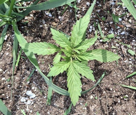2026 Outdoor Grows! let's see em!