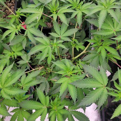 12-12 from seed community journal