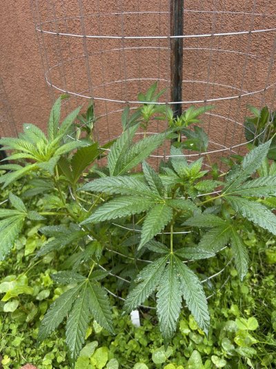 new-to-documenting-my-grow-methods-4.jpeg