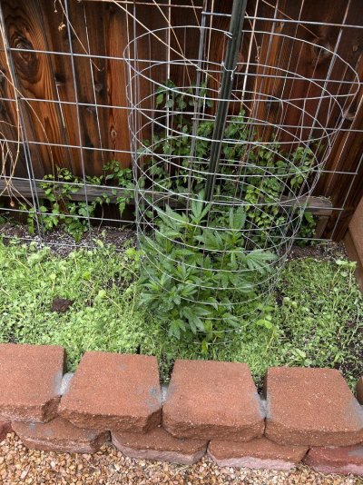 new-to-documenting-my-grow-methods-7.jpeg