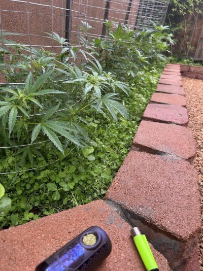 new-to-documenting-my-grow-methods-8.jpeg