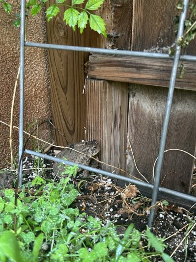 new-to-documenting-my-grow-methods-9.jpeg
