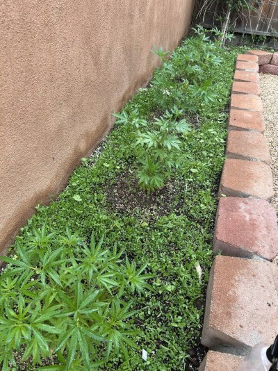 new-to-documenting-my-grow-methods-12.jpeg