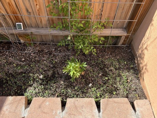 new-to-documenting-my-grow-methods-14.jpeg