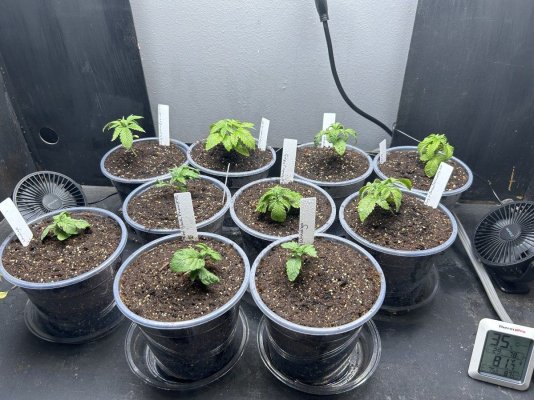 new-to-documenting-my-grow-methods-19.jpeg