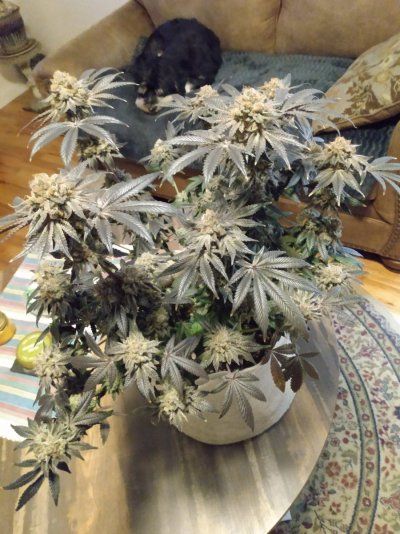 Special thread for some special beans from Home Grown Cannabis Co! 🔥🌱🔥