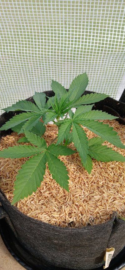 2026 Outdoor Grows! let's see em!