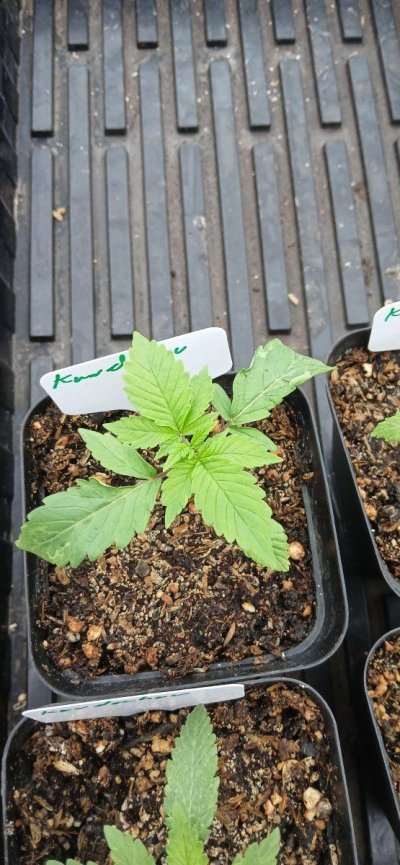 2026 Outdoor Grows! let's see em!