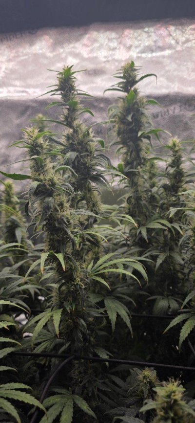 DWC Hydro grow with Godfather OG