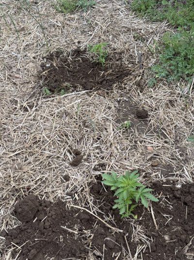 2026 Outdoor Grows! let's see em!