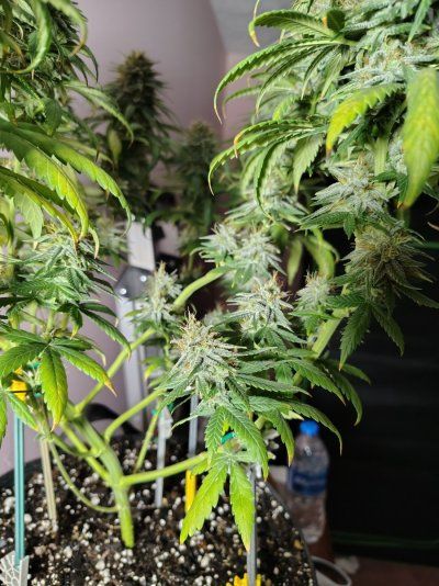 Blackberry Moonrocks Photo Run. 4x4 Organic