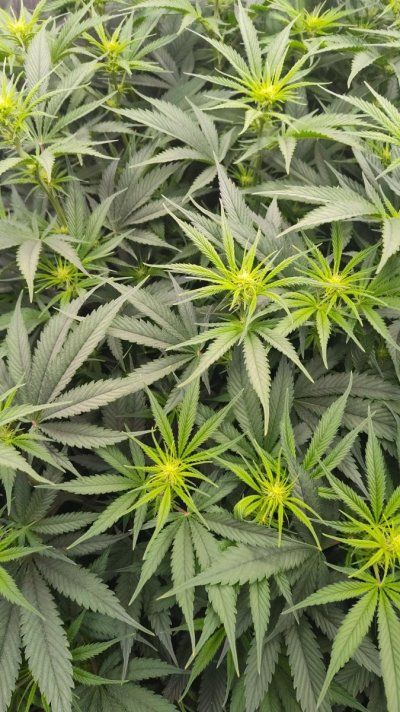 First Grow: Mr. Nice Critical Mass in Coco | 4x4 Tent | Trying Not to Kill Them 🤣