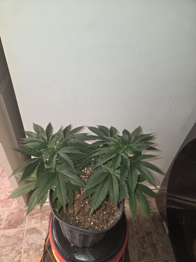newbie-needs-any-advice-available.jpg