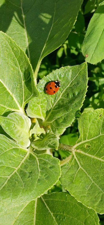Outdoor Gardeners / Growers. Let's Talk-Show Gardens-Soil-Methods-Pests-Critters-Gardening Kind Of Stuff!