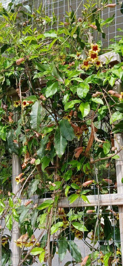 Outdoor Gardeners / Growers. Let's Talk-Show Gardens-Soil-Methods-Pests-Critters-Gardening Kind Of Stuff!