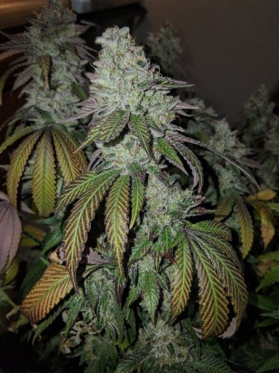 Let's See Your Frostiest Flowers