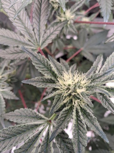 361 5-11 clone.jpg