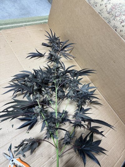 A peek inside my grow tent.