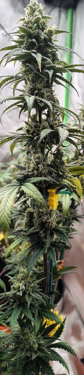 Let's See Your Frostiest Flowers