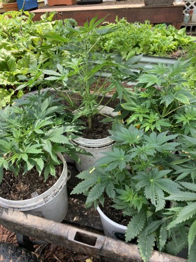 acclimatizing-first-day-for-friday-night-4152026-planting.jpeg