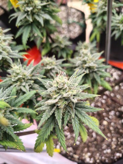 Blackberry Moonrocks Photo Run. 4x4 Organic