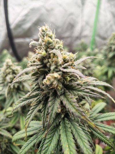 Blackberry Moonrocks Photo Run. 4x4 Organic