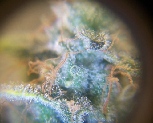 tricomes.JPG