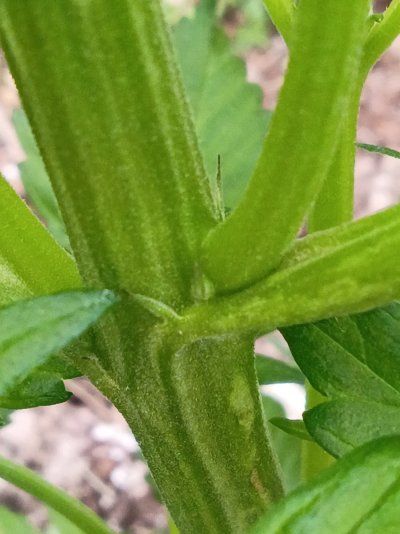 2026 Outdoor Grows! let's see em!