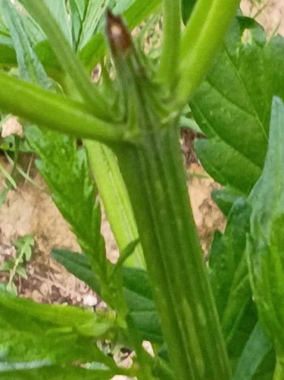 2026 Outdoor Grows! let's see em!
