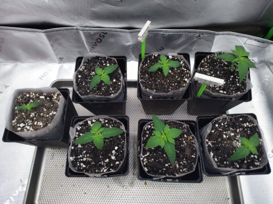 NEW VEG TENT. BKMR and WW photo