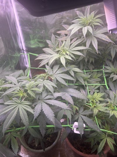 Still growing!! Staying positive and patient!!
