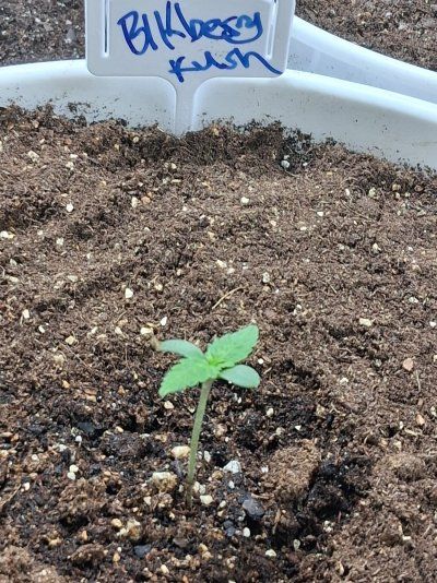 AC INFINITY GIVEAWAY - HYDRONE 5