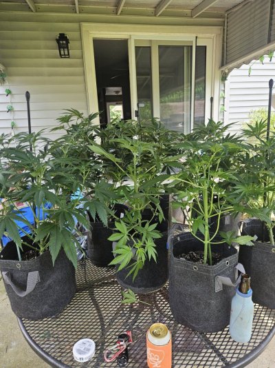 pruning-prior-to-xfer-outside.jpg