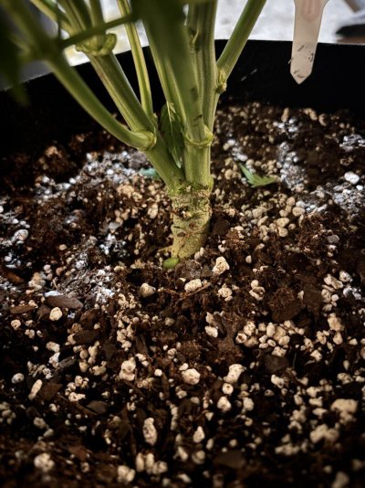 stock-has-2stems-at-the-base-3.jpeg