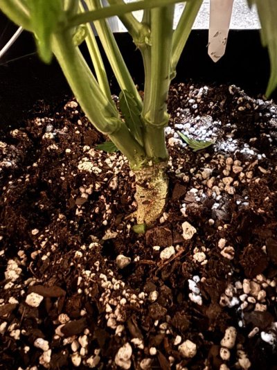 stock-has-2stems-at-the-base-5.jpeg