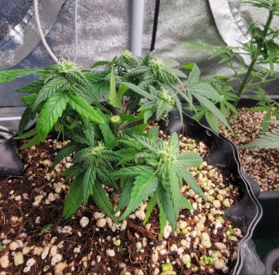 12-12 from seed community journal