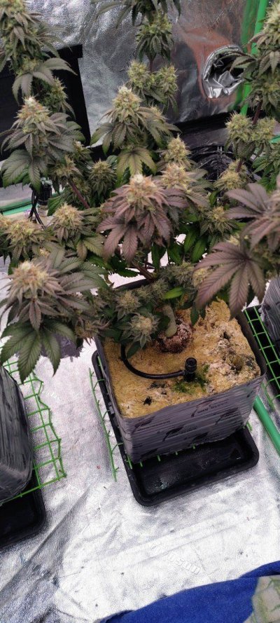 my-last-growharvest-kckid.jpg