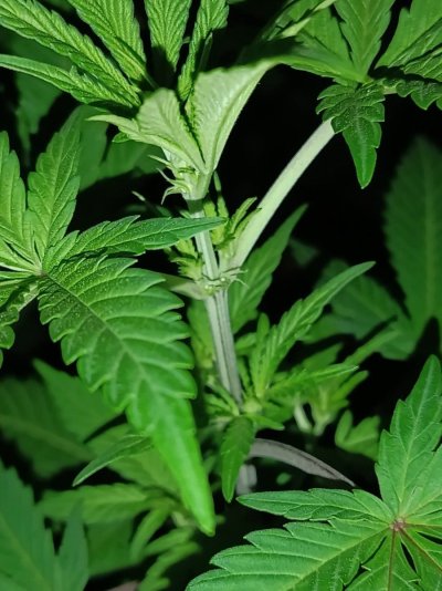 female flower.jpg