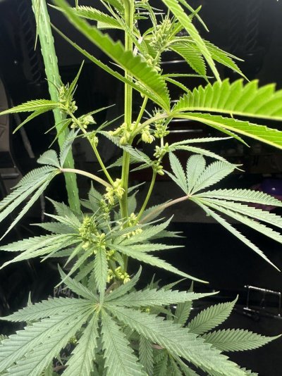 Bernie Macc’s open invitation to all the farmers. Tap in, chime in, leave 2 cents, drop a meme or two, and make a new pothead friend 😎🌱
