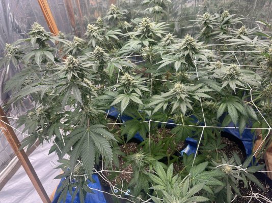 Bernie Macc’s open invitation to all the farmers. Tap in, chime in, leave 2 cents, drop a meme or two, and make a new pothead friend 😎🌱