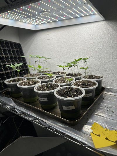 Special thread for some special beans from Home Grown Cannabis Co! 🔥🌱🔥