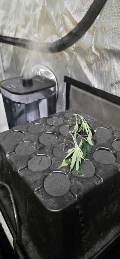 Magnums twelve site aircube grow