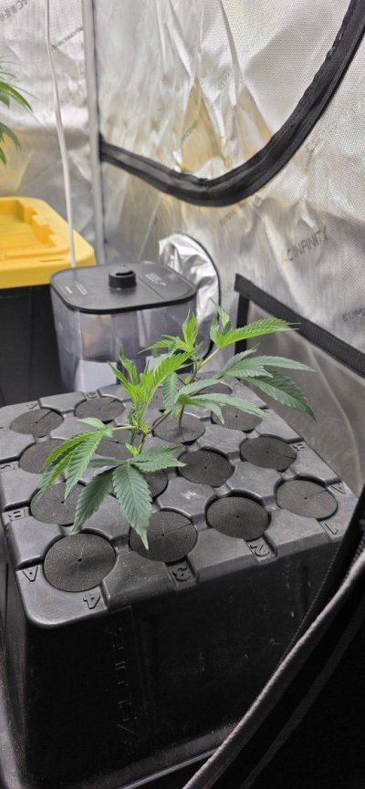 Magnums twelve site aircube grow