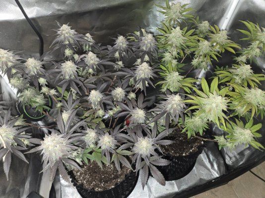 KushCat's Forever (indoor/outdoor) Thread