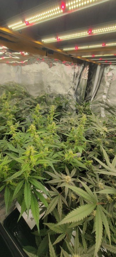 12-12 from seed community journal