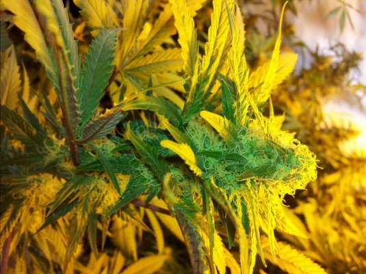 week 6 - 10 Sour d.jpg