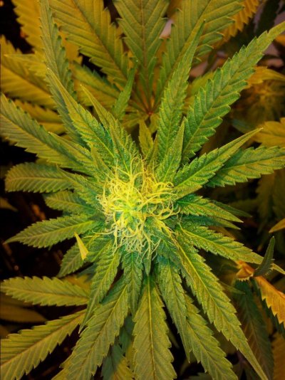 week 6 - 11 Sour d.jpg